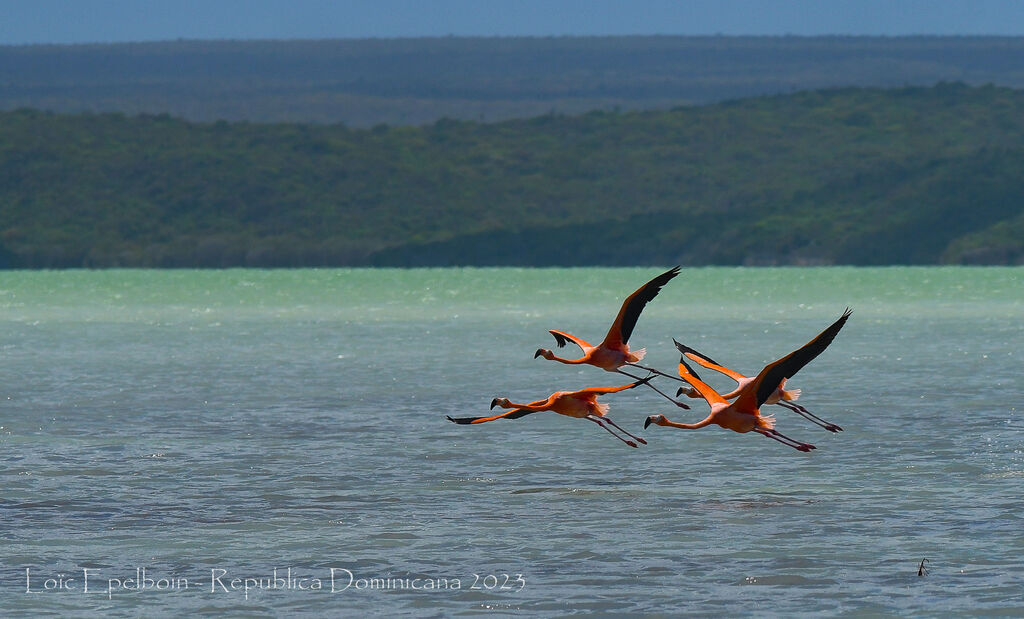 Flamant des Caraïbes