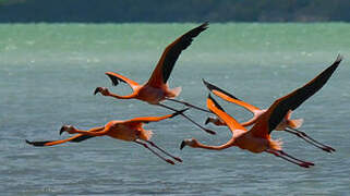 American Flamingo