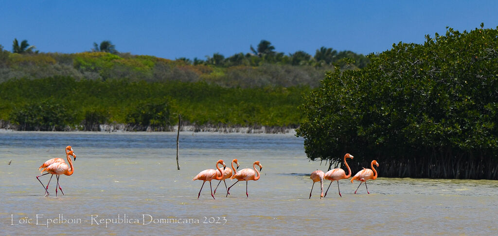 American Flamingo