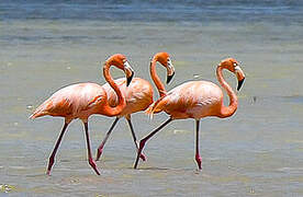 American Flamingo