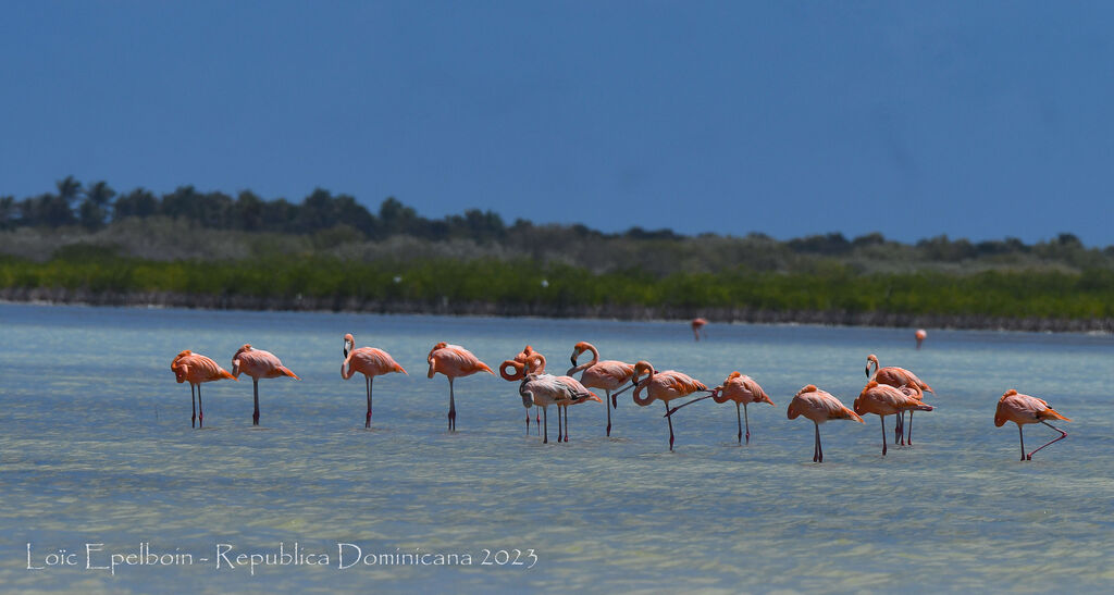 Flamant des Caraïbes