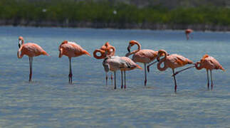 American Flamingo