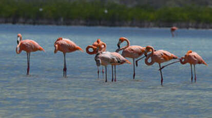 Flamant des Caraïbes