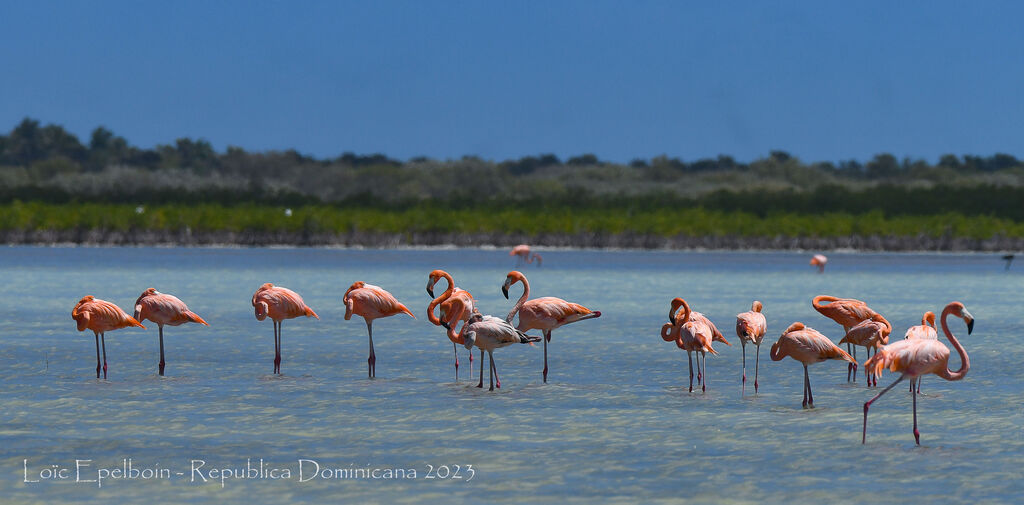 Flamant des Caraïbes