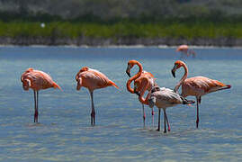 Flamant des Caraïbes