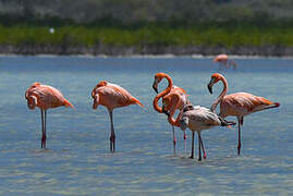 Flamant des Caraïbes