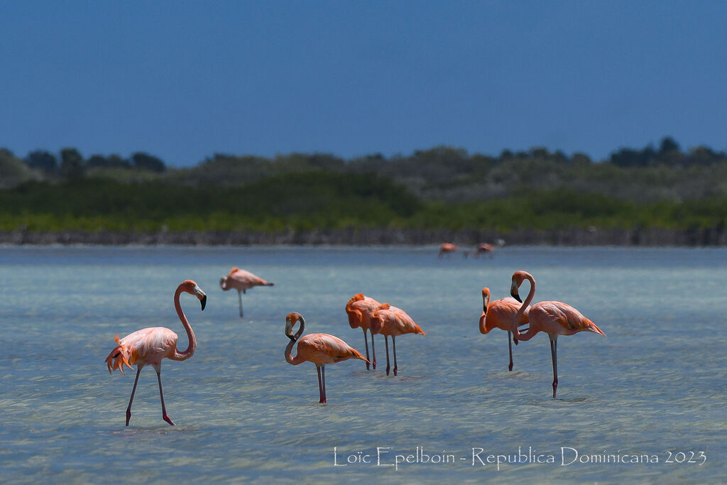 Flamant des Caraïbes