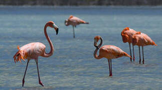 Flamant des Caraïbes