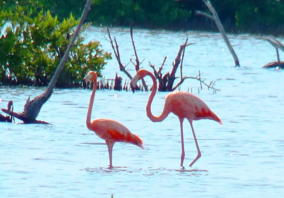 Flamant des Caraïbes