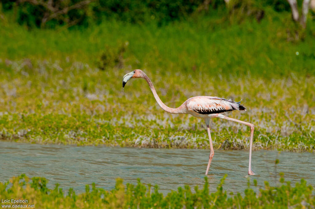 Flamant des Caraïbesimmature, identification