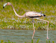 Flamant des Caraïbes