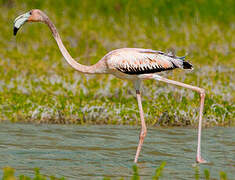 Flamant des Caraïbes