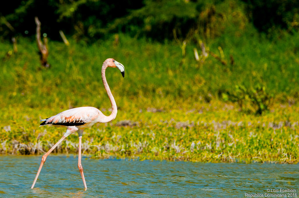 Flamant des Caraïbes