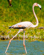 Flamant des Caraïbes