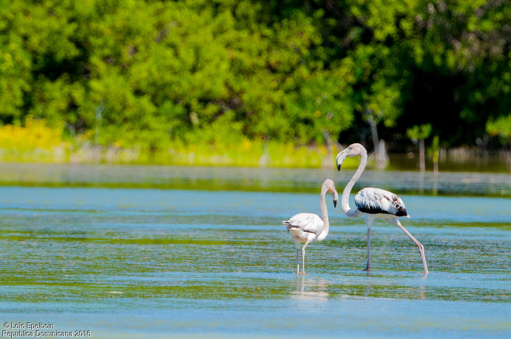 American Flamingo