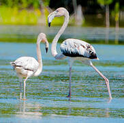 Flamant des Caraïbes