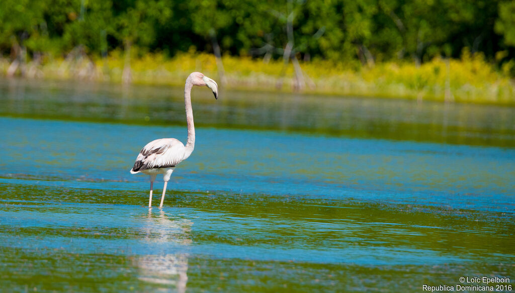 American Flamingo