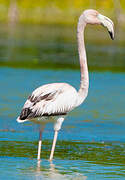 American Flamingo