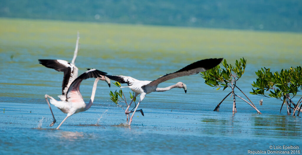 American Flamingo