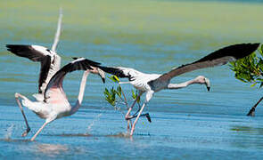 Flamant des Caraïbes