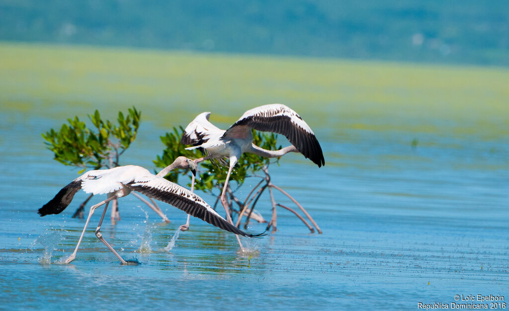 Flamant des Caraïbes