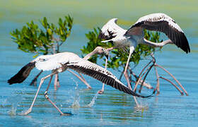 Flamant des Caraïbes