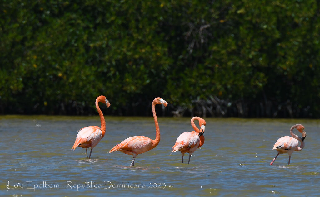 Flamant des Caraïbes