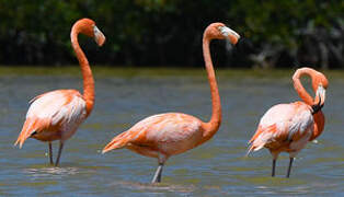 Flamant des Caraïbes