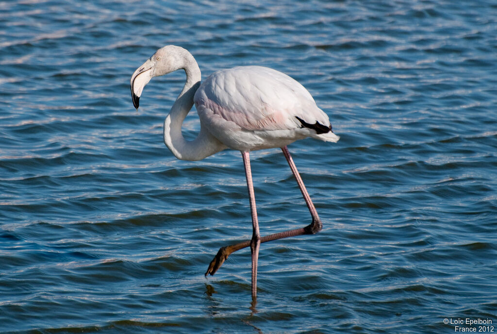 Flamant rose