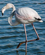 Greater Flamingo