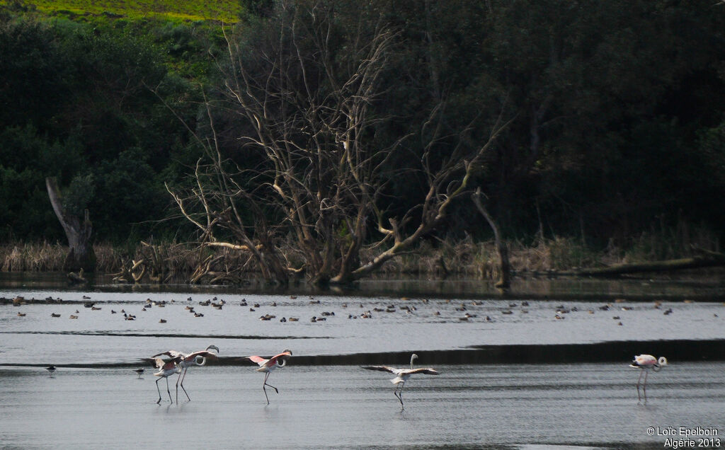 Flamant rose