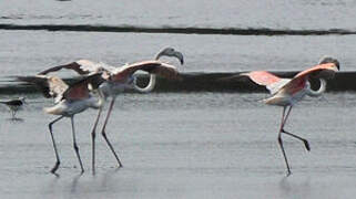 Flamant rose