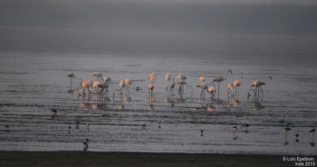 Greater Flamingo