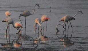 Greater Flamingo