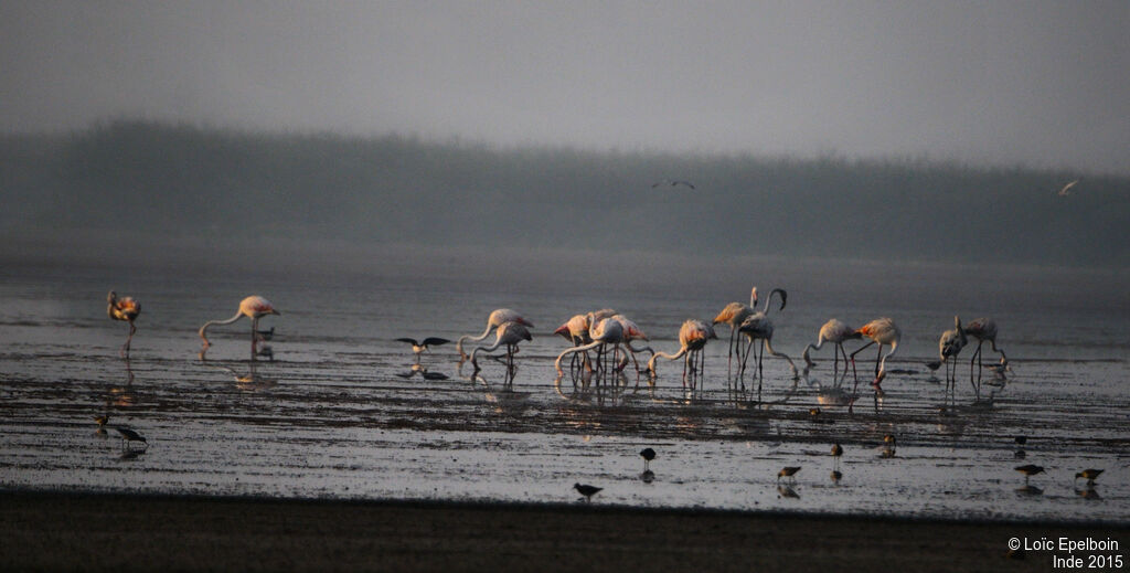 Flamant rose