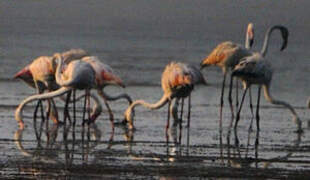 Greater Flamingo