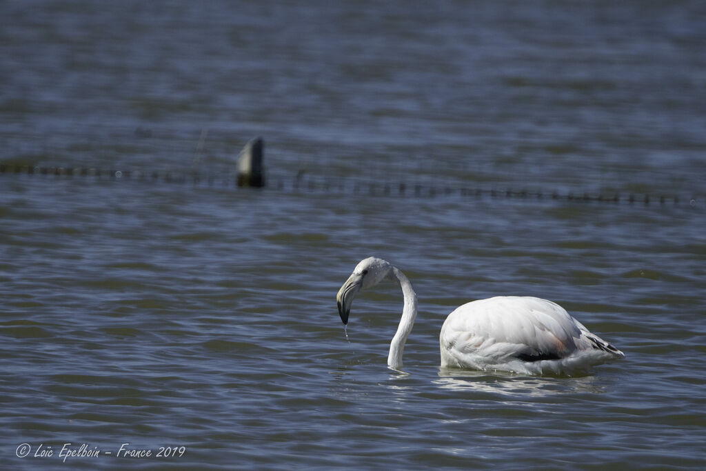 Flamant rose