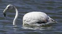 Flamant rose