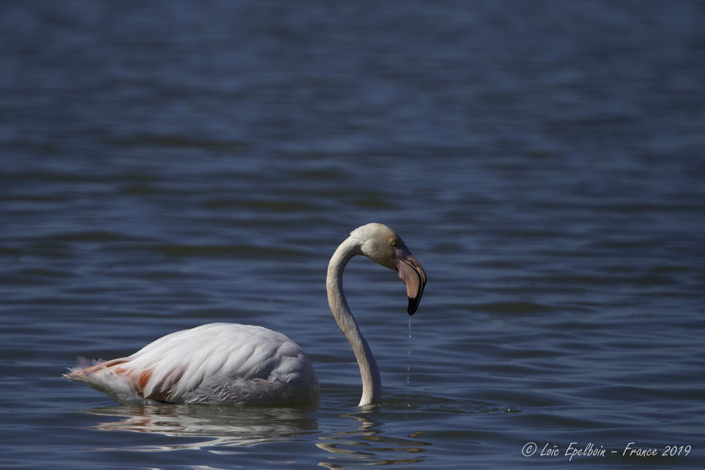 Flamant rose