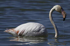 Flamant rose