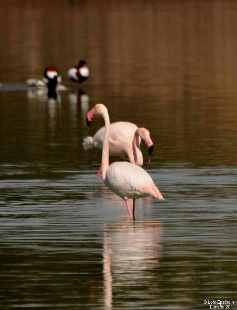 Flamant rose