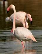 Flamant rose