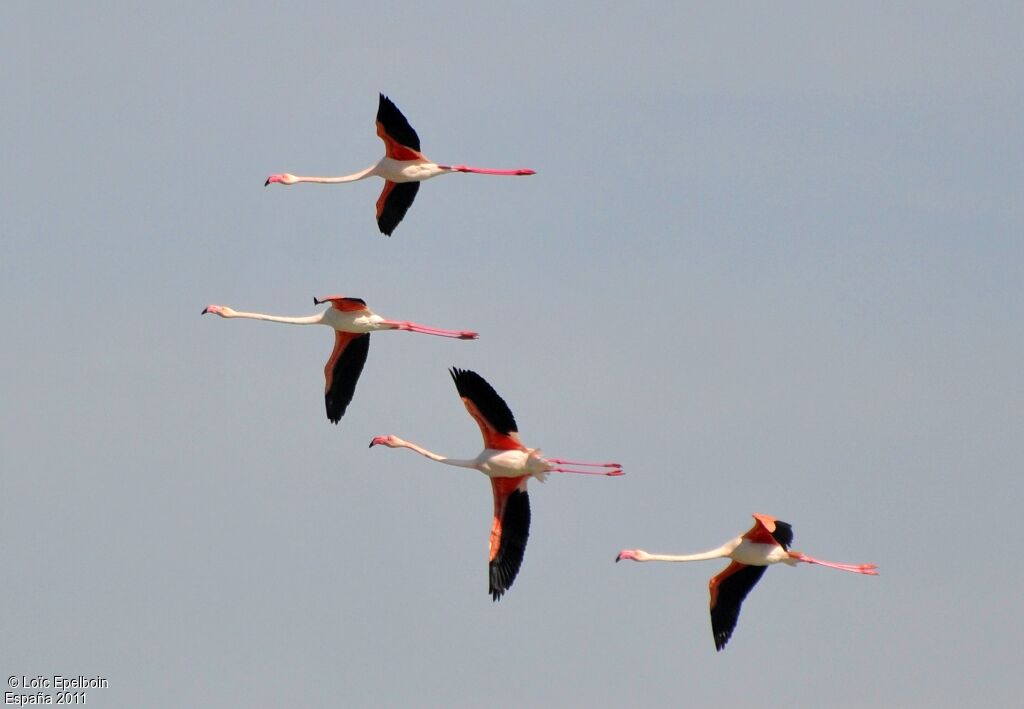 Flamant rose