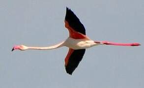 Flamant rose