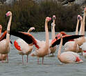 Flamant rose