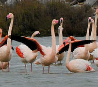 Flamant rose