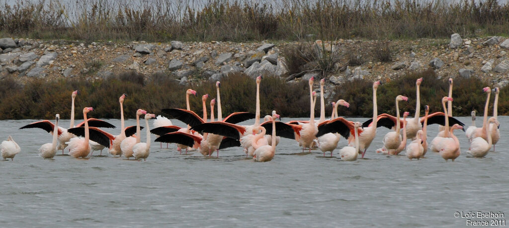 Flamant rose