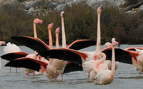 Greater Flamingo