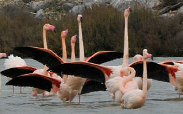 Flamant rose