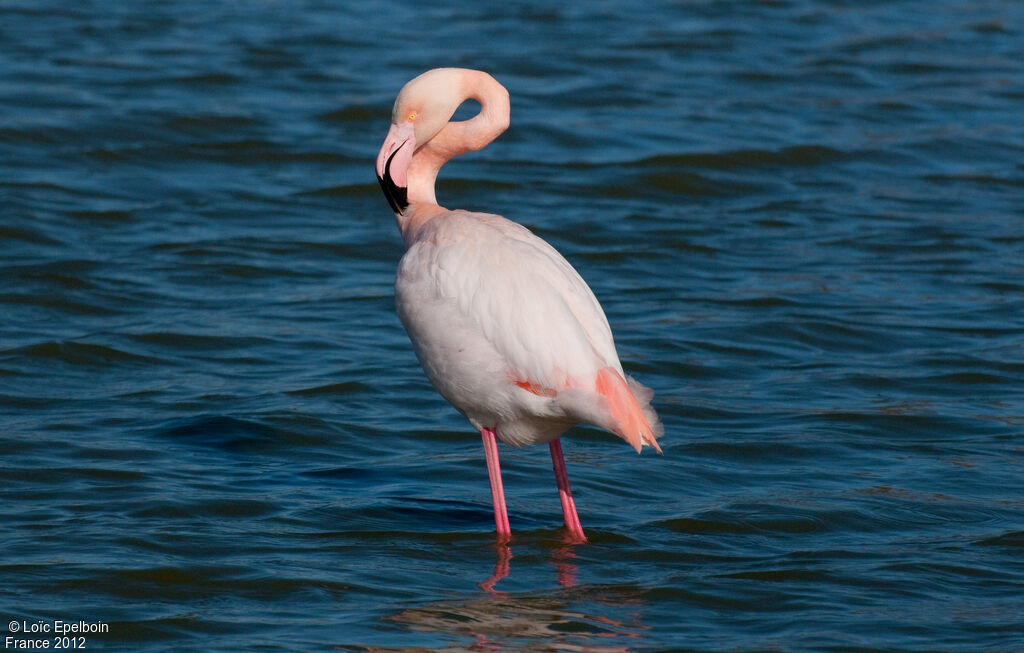 Greater Flamingo